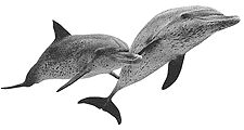 lb_delfin1A[1]
