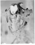 BARANEK_3a[1]